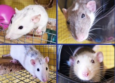 Daisy, Beatrice, Minnie & Genie